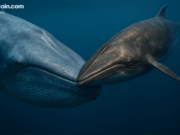 Dormant Whales Stir Amid Bitcoin’s Cool Down — $28 Million in Vintage BTC Just Shifted