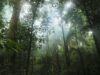 Google to buy carbon credits from massive Amazonian reforestation project
