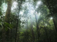 Google to buy carbon credits from massive Amazonian reforestation project
