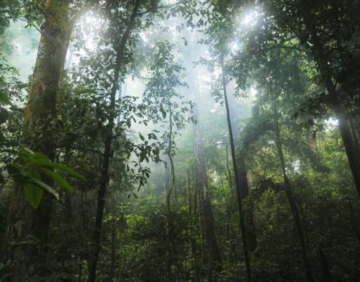 Google to buy carbon credits from massive Amazonian reforestation project