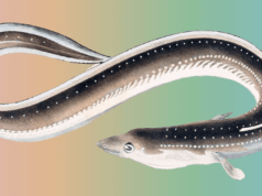 Ethereum Execution Layer Specification | Ethereum Foundation Blog