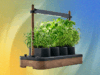 The Auk Mini Herb Garden Is Still Up to $30 Off (2025)