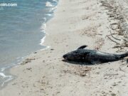 Aqua Wallet Suspends Dolphin Card Program After Provider Issue