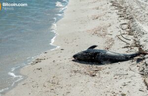 Aqua Wallet Suspends Dolphin Card Program After Provider Issue