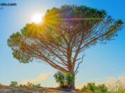 Wisdomtree Launches Tokenized Equity Options Strategy Fund for Crypto-Native Investors