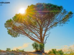 Wisdomtree Launches Tokenized Equity Options Strategy Fund for Crypto-Native Investors