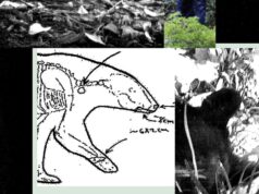 New Records Reveal the Mess RFK Jr. Left When He Dumped a Dead Bear in Central Park