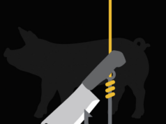 Pig butchering is creating entirely new industries