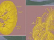 A Billionaire-Backed Startup Wants to Grow ‘Organ Sacks’ to Replace Animal Testing