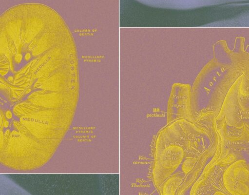 A Billionaire-Backed Startup Wants to Grow ‘Organ Sacks’ to Replace Animal Testing