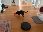 Best vacuums for pet owners in 2026: Cordless and robot vacuums tested at home