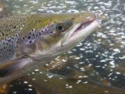 Cocaine-Fueled Wild Salmon Swam Twice as Far as Sober Ones