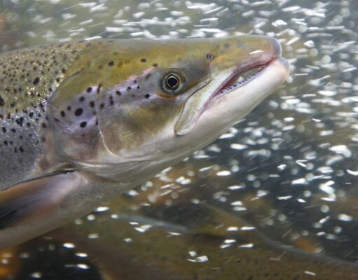 Cocaine-Fueled Wild Salmon Swam Twice as Far as Sober Ones
