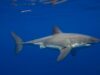 Great White Sharks Have Been in the Mediterranean Sea for Millions of Years—but Sightings Are Incredibly Rare