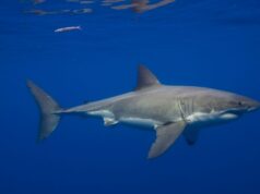 Great White Sharks Have Been in the Mediterranean Sea for Millions of Years—but Sightings Are Incredibly Rare