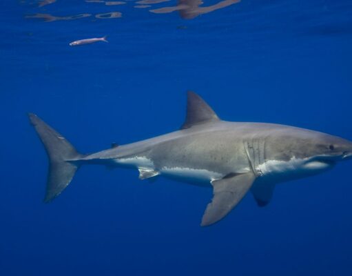 Great White Sharks Have Been in the Mediterranean Sea for Millions of Years—but Sightings Are Incredibly Rare