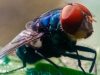 Not to Alarm Anyone, but Flesh-Eating Screwworms Have Entered the US