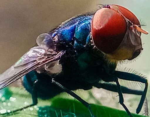 Not to Alarm Anyone, but Flesh-Eating Screwworms Have Entered the US