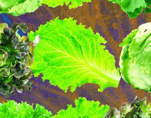 Why Lettuce Is Always Making People Sick