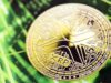 XRP Gets Major Institutional Boost as Ripple Becomes Fully MiCA Compliant
