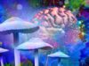 Psilocybin Might Make Your Brain Live in the Moment