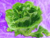Is It Safe to Eat Lettuce Yet?