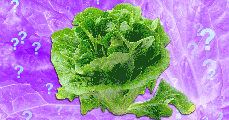 Lettuce-.gif