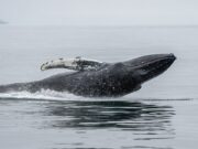 Ethereum Whale Capitulates After 3 Years, Losses Top $19 Million