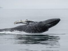 Ethereum Whale Capitulates After 3 Years, Losses Top $19 Million