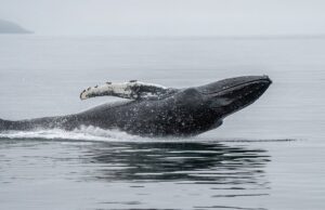 Ethereum Whale Capitulates After 3 Years, Losses Top $19 Million