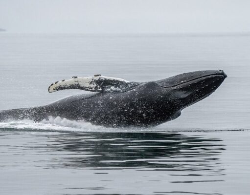Ethereum Whale Capitulates After 3 Years, Losses Top $19 Million