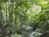 Sixteen Years After 12,000 Tons of Orange Peels, a Costa Rica Forest Grew Back