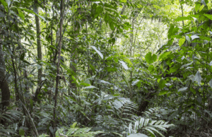 Sixteen Years After 12,000 Tons of Orange Peels, a Costa Rica Forest Grew Back