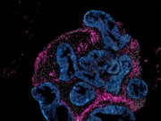 Intero Biosystems wants drugmakers to test on mini human intestines, not animals