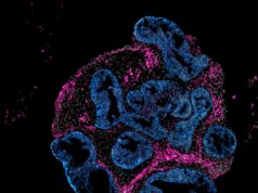 Intero Biosystems wants drugmakers to test on mini human intestines, not animals